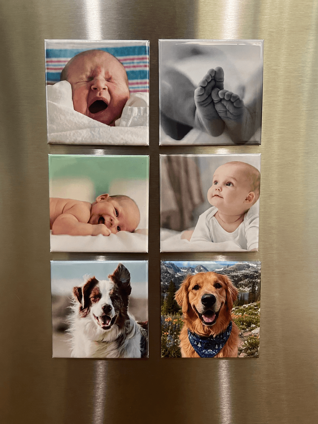 Six Magnet Bundle